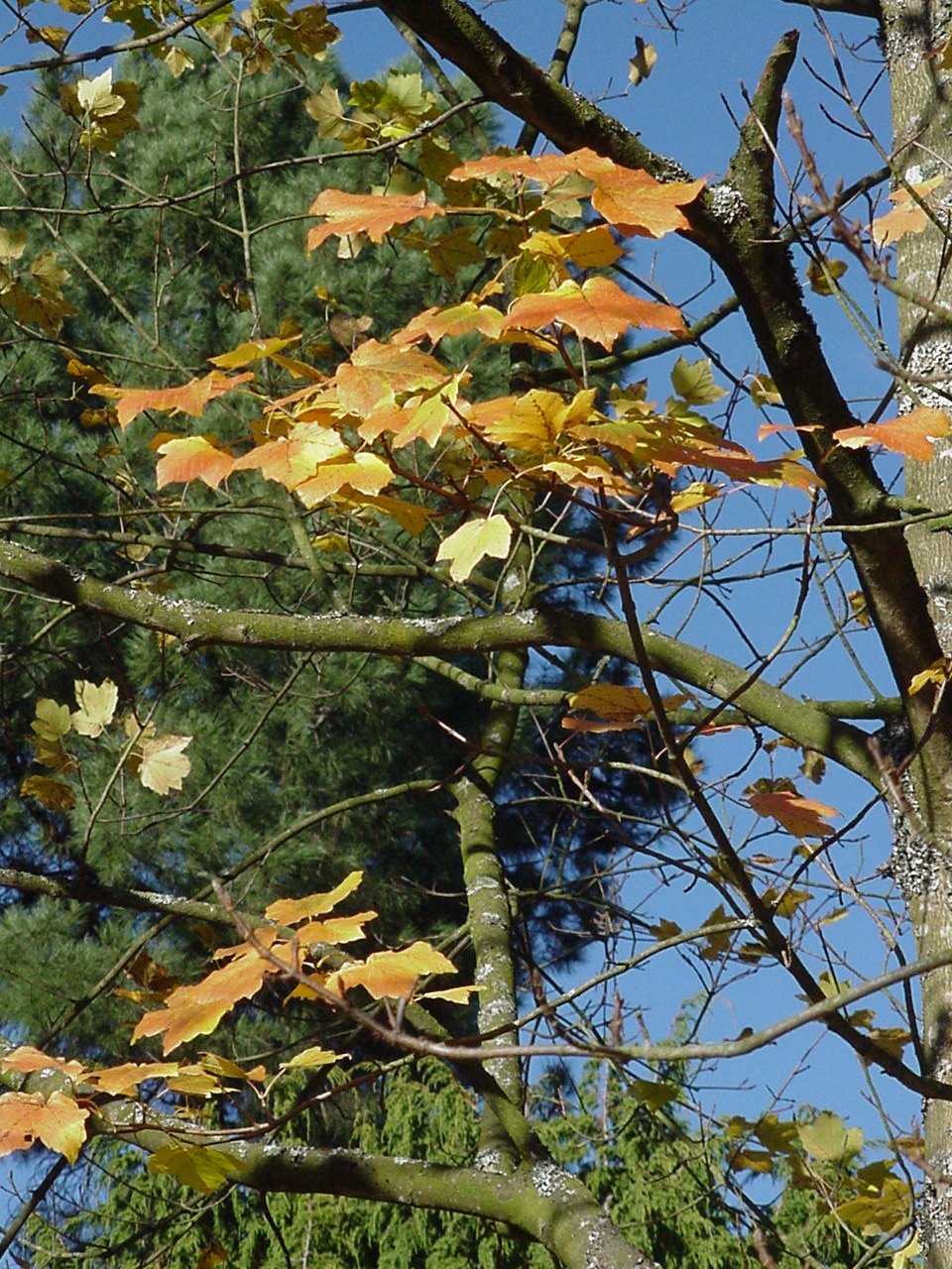  Image name: acero opalo4.jpg 
 width: 960 pixel 
 height: 1280 pixel 
 Size: 476030 bytes 
 Click to enlarge 